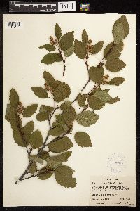 Alnus viridis subsp. sinuata image