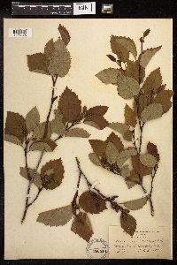 Alnus viridis subsp. sinuata image