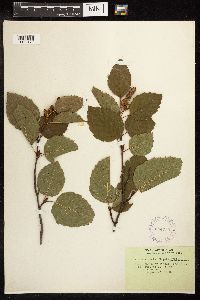 Alnus viridis subsp. sinuata image
