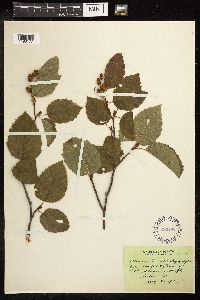 Alnus viridis subsp. sinuata image
