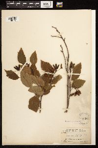 Alnus viridis subsp. sinuata image