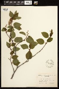 Alnus viridis subsp. sinuata image