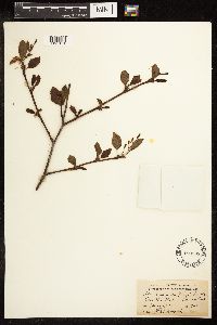 Alnus viridis subsp. sinuata image