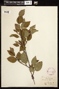 Alnus viridis subsp. sinuata image