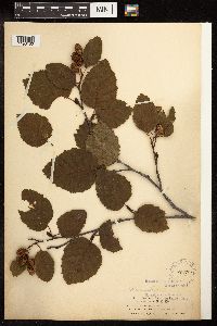 Alnus viridis subsp. sinuata image