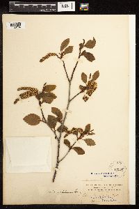 Alnus viridis subsp. sinuata image