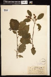 Alnus viridis subsp. sinuata image