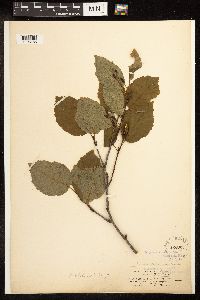 Alnus viridis subsp. sinuata image