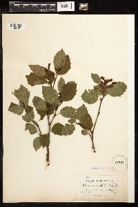 Alnus viridis subsp. sinuata image