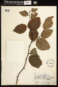 Alnus viridis subsp. sinuata image