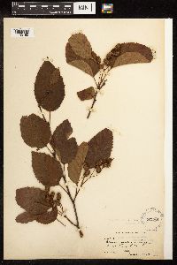 Alnus viridis subsp. sinuata image