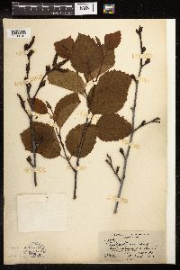 Alnus viridis subsp. sinuata image