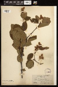 Alnus viridis subsp. sinuata image