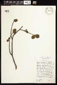 Alnus viridis subsp. sinuata image