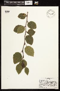 Alnus viridis subsp. sinuata image