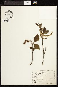 Alnus viridis subsp. sinuata image