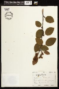Alnus viridis subsp. sinuata image