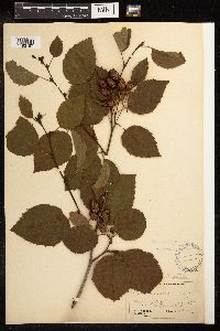 Alnus viridis subsp. sinuata image