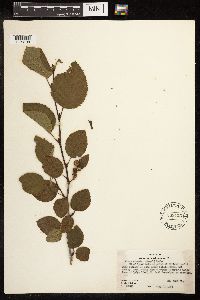 Alnus viridis subsp. sinuata image