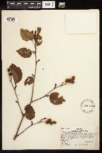 Alnus viridis subsp. sinuata image