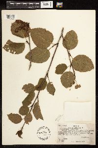 Alnus viridis subsp. sinuata image