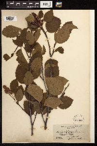 Alnus viridis subsp. sinuata image