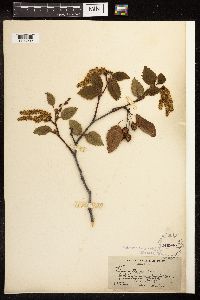 Alnus viridis subsp. sinuata image