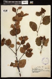 Alnus viridis subsp. sinuata image