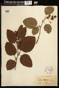 Alnus viridis subsp. sinuata image