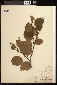 Alnus viridis subsp. sinuata image