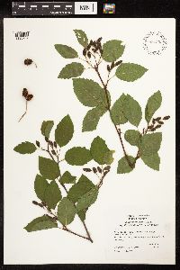 Alnus viridis subsp. sinuata image