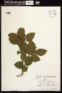 Alnus viridis subsp. sinuata image