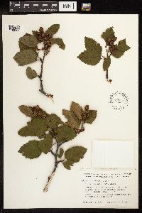 Alnus viridis subsp. sinuata image