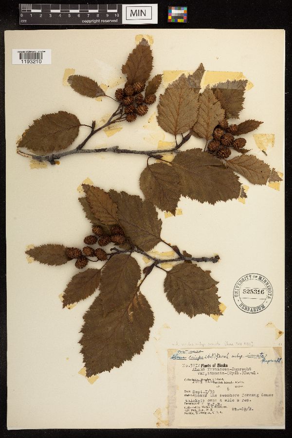 Alnus viridis subsp. sinuata image