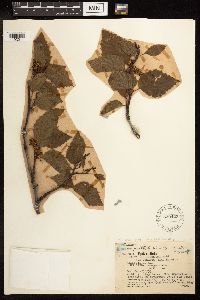 Alnus viridis subsp. sinuata image