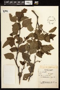 Alnus viridis subsp. sinuata image