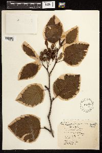 Alnus viridis subsp. sinuata image