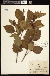Alnus viridis subsp. sinuata image