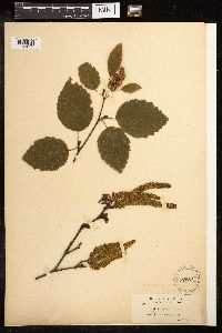 Alnus viridis subsp. sinuata image