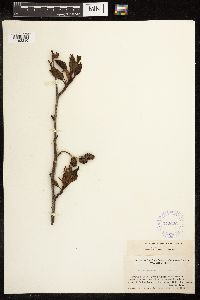 Alnus viridis subsp. sinuata image