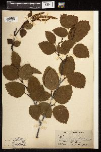 Alnus viridis subsp. sinuata image