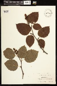 Alnus viridis subsp. sinuata image