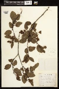 Alnus viridis subsp. sinuata image