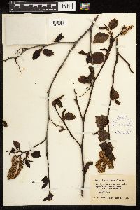 Alnus viridis subsp. sinuata image