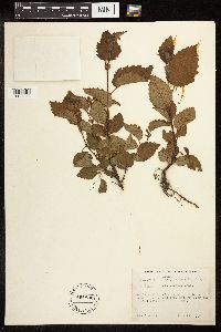 Alnus viridis subsp. sinuata image