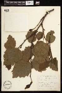 Alnus viridis subsp. sinuata image