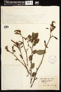 Alnus viridis subsp. sinuata image