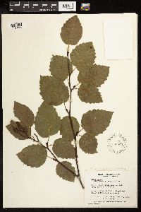 Alnus viridis subsp. sinuata image