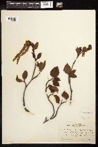 Alnus viridis subsp. sinuata image