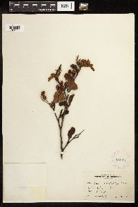 Alnus viridis subsp. sinuata image